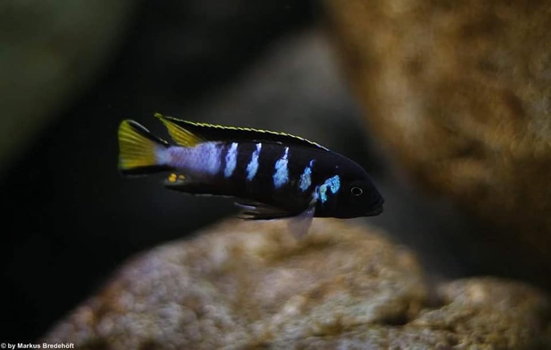 Maylandia melissa 'Chewere'